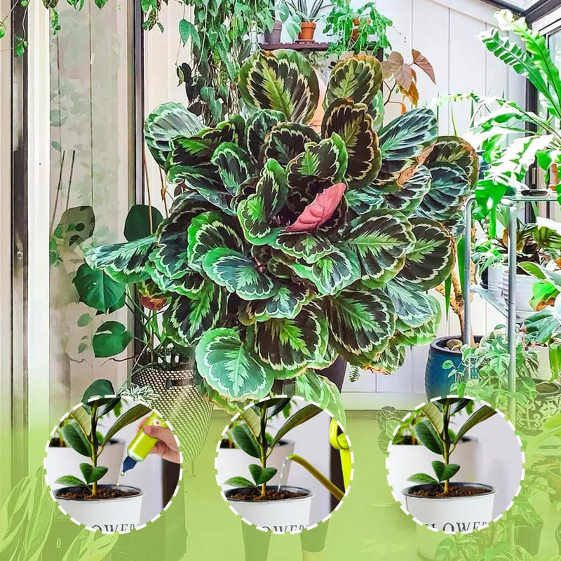 2025 New Arrival Liquid Nutrient For Outdoor & Indoor Plants